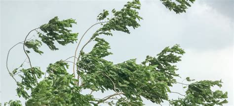 city of langford tree bylaw.